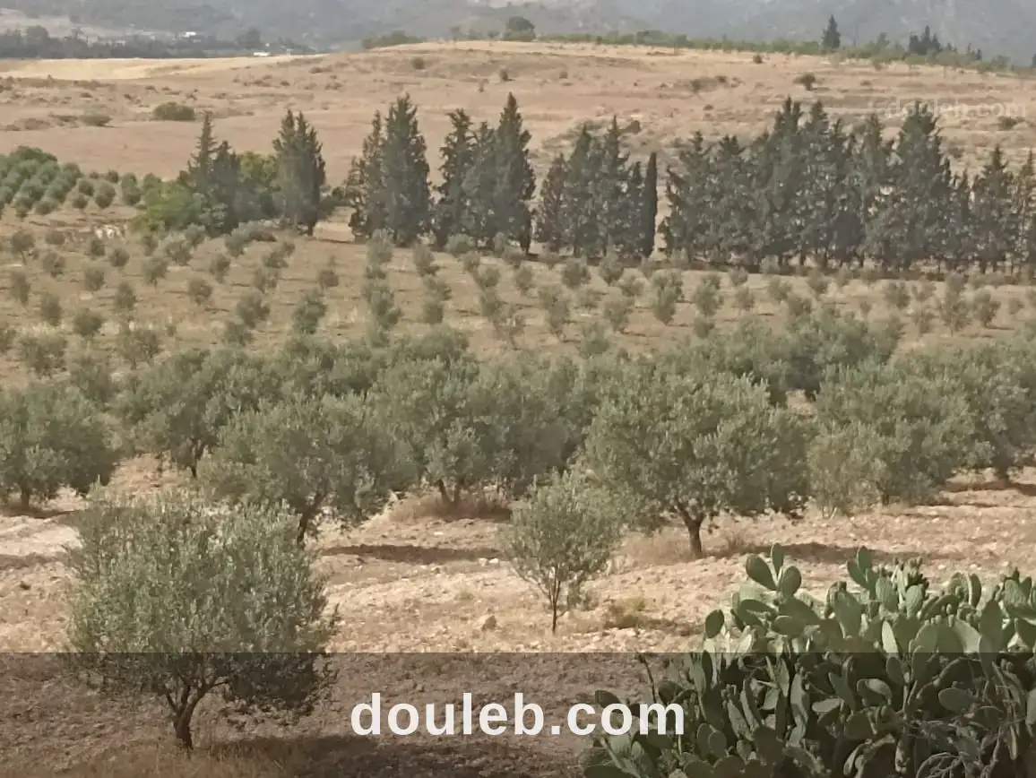 Ferme 5 hectares 700 oliviers - Miniature 5
