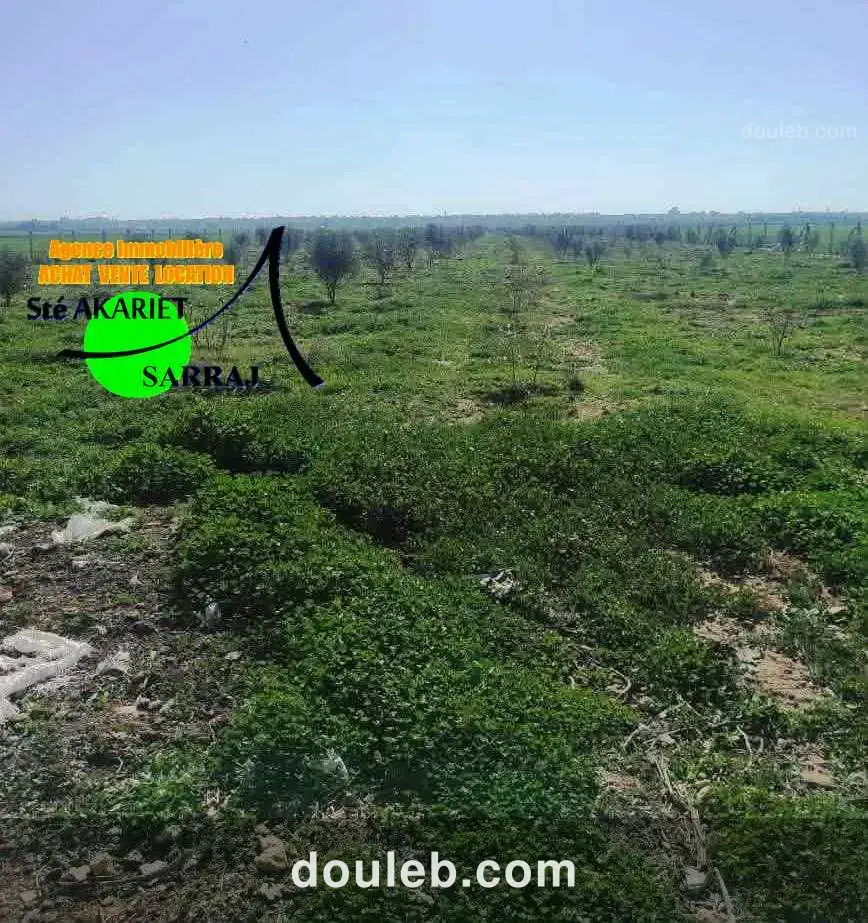 Senia 12000m al sath vers chouicha à sidi bouali - Photo 1