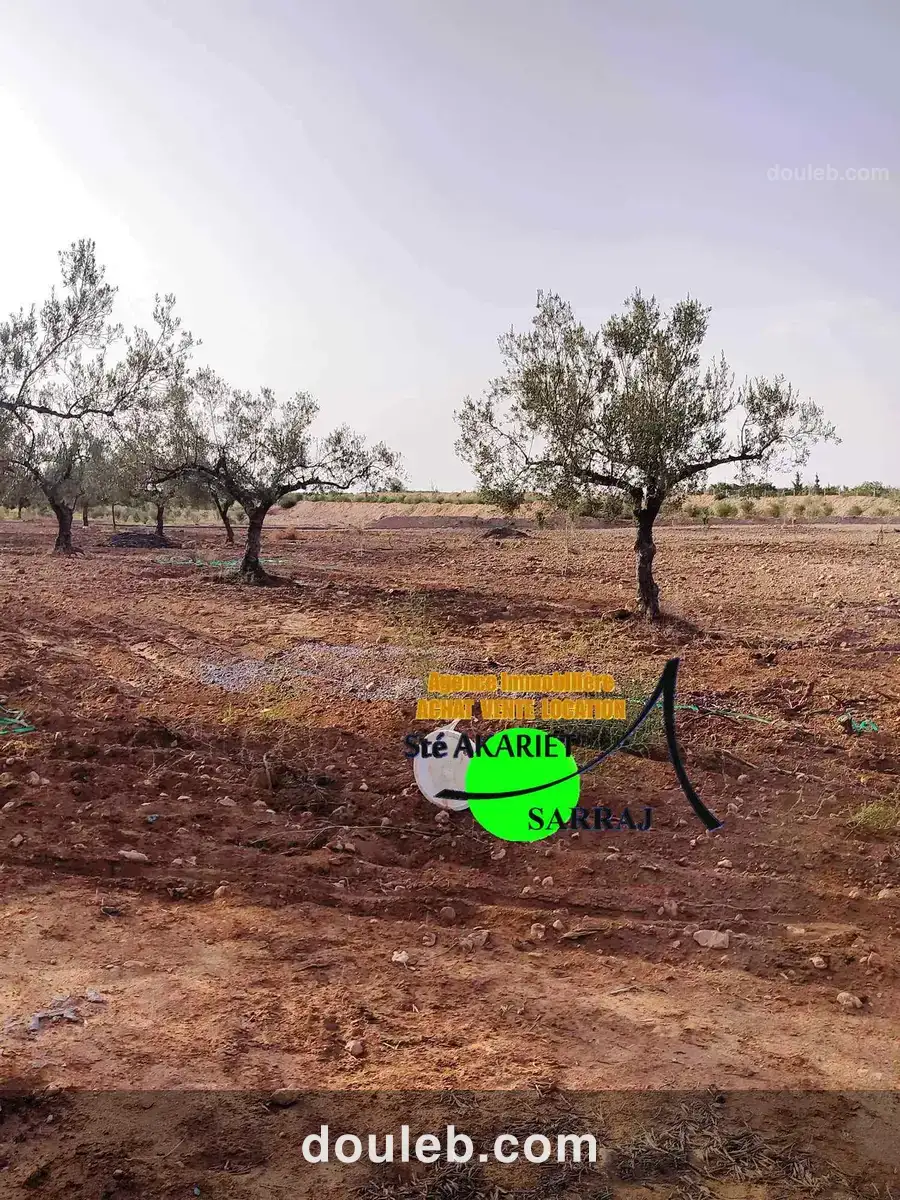 Terrain agricole clôturé 6500m sidi bouali hotmen - Miniature 3