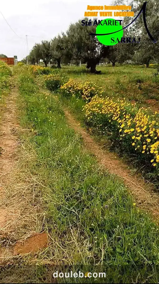 Terrain 4060m pas loin dar zitouna à sidi bouali - Miniature 2