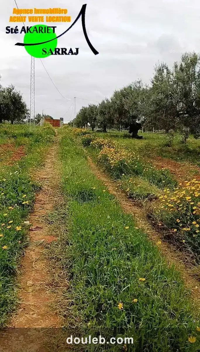 Terrain 4060m pas loin dar zitouna à sidi bouali - Miniature 3