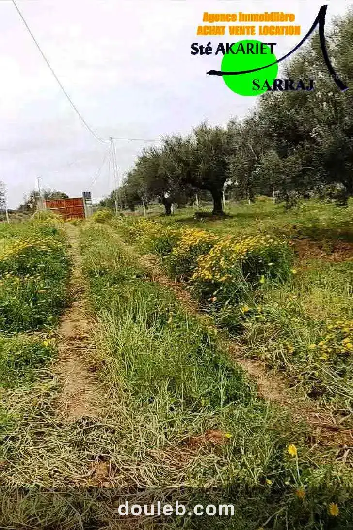 Terrain 4060m pas loin dar zitouna à sidi bouali - Miniature 4