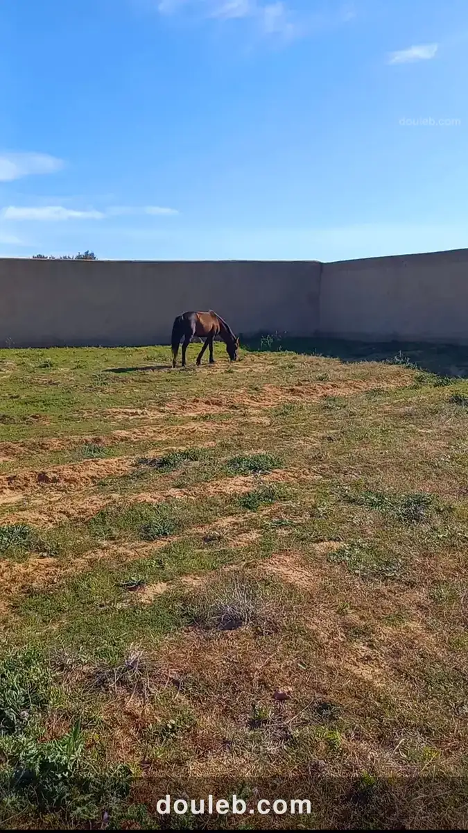 Terrain à hammamet 8200m - Miniature 5