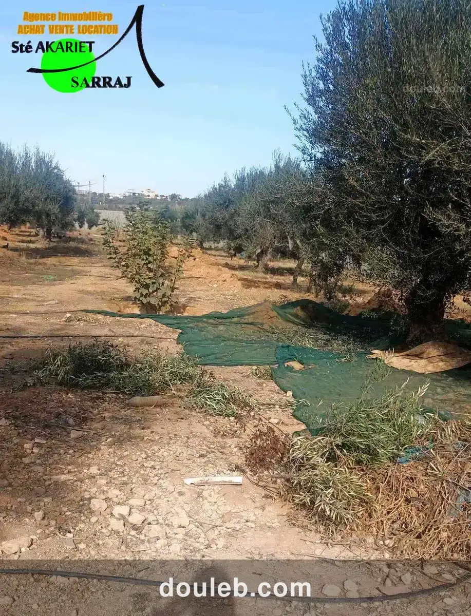 Terrain clôturé 2658m prés zine bledi tantana - Miniature 3