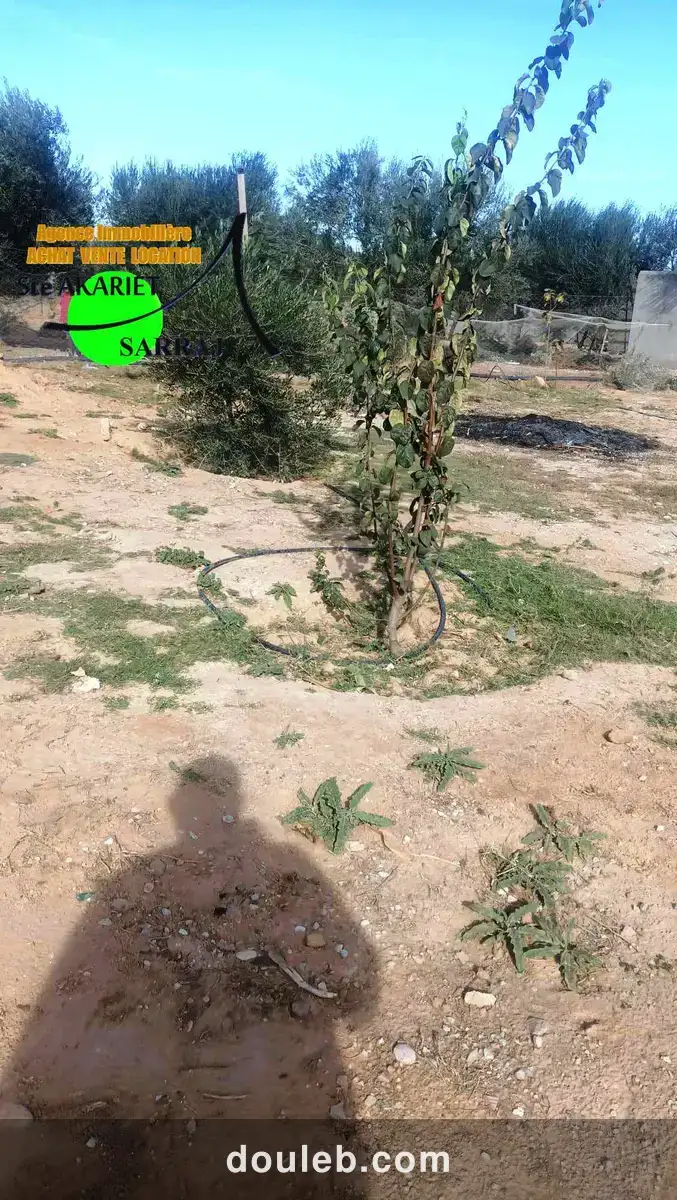 Terrain clôturé 2658m prés zine bledi tantana - Miniature 4