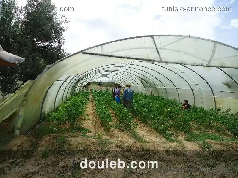 Terrain agricole kalaa essghira - Photo 1