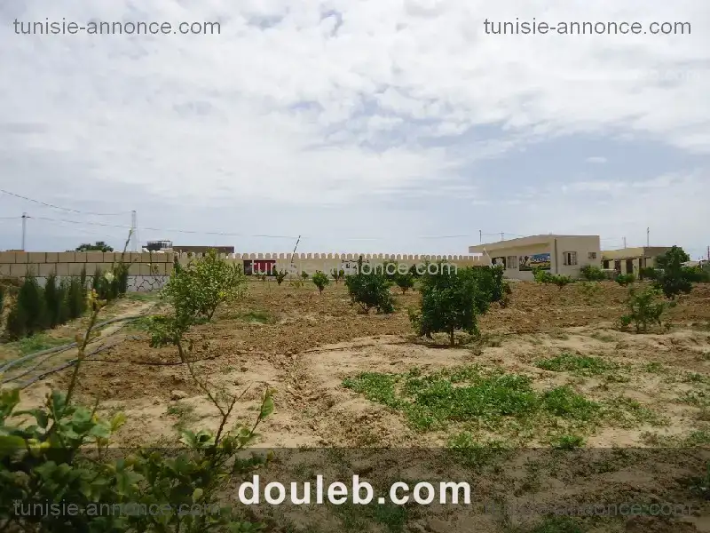 Terrain agricole kalaa essghira - Miniature 4